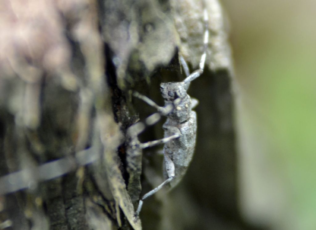 Acanthocinus aedilis, maschio